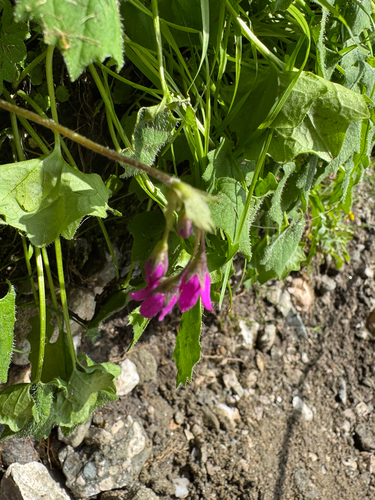 Primula matthioli, photograph 4