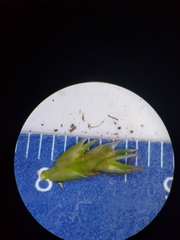 Carex tonsa rugosperma