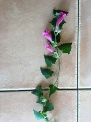 Lophospermum erubescens