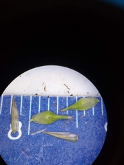 Carex tonsa rugosperma