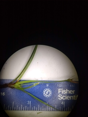 Carex tonsa rugosperma