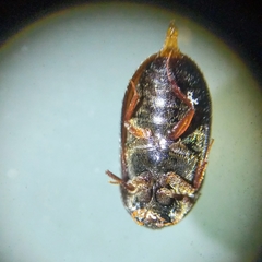Attagenus unicolor