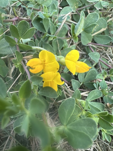 bird's-foot trefoil