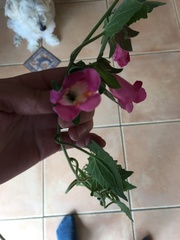 Lophospermum erubescens
