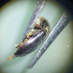 Attagenus unicolor