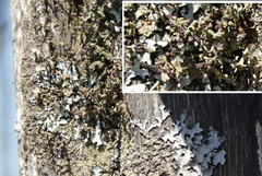 Parmeliaceae
