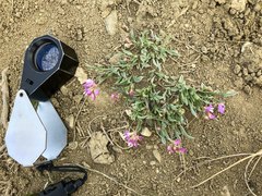 Astragalus spatulatus