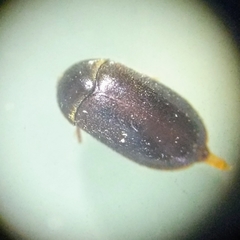 Attagenus unicolor