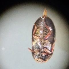 Attagenus unicolor