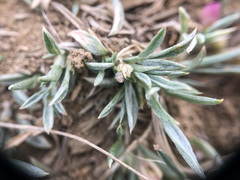 Astragalus spatulatus