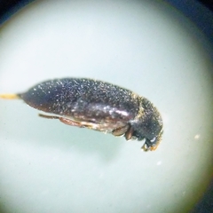Attagenus unicolor