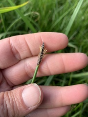 Eleocharis macrostachya