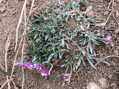 Astragalus spatulatus