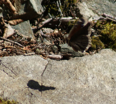 Nymphalis antiopa