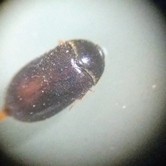 Attagenus unicolor