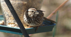Melospiza melodia image