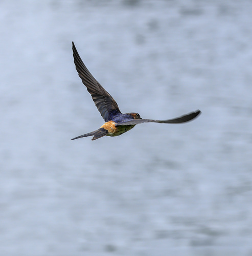 Eastern Red-rumped Swallow