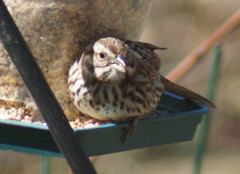 Melospiza melodia