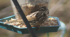Melospiza melodia