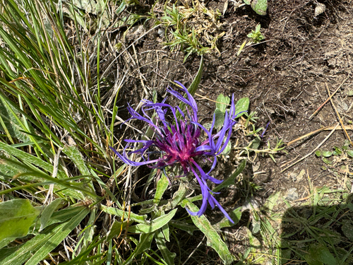Centaurea triumfettii, photograph 3