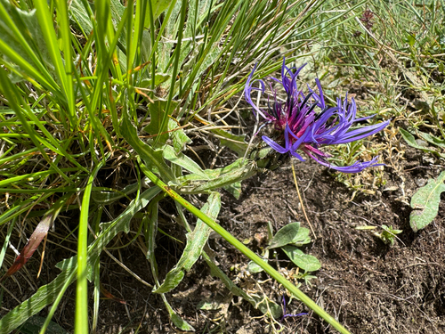 Centaurea triumfettii, photograph 4