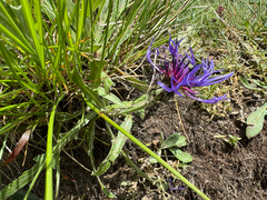 Centaurea triumfettii, photograph (c) Jeff Clark, some rights reserved (CC BY)