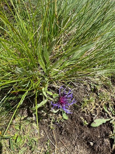 Centaurea triumfettii, photograph 5