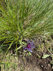 Centaurea triumfettii, photograph (c) Jeff Clark, some rights reserved (CC BY)