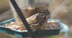 Melospiza melodia image