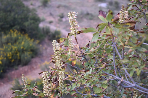 lower california buckeye