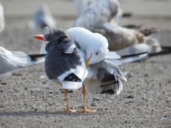 Larus fuscus