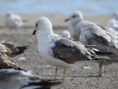 Larus fuscus