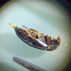 Attagenus unicolor