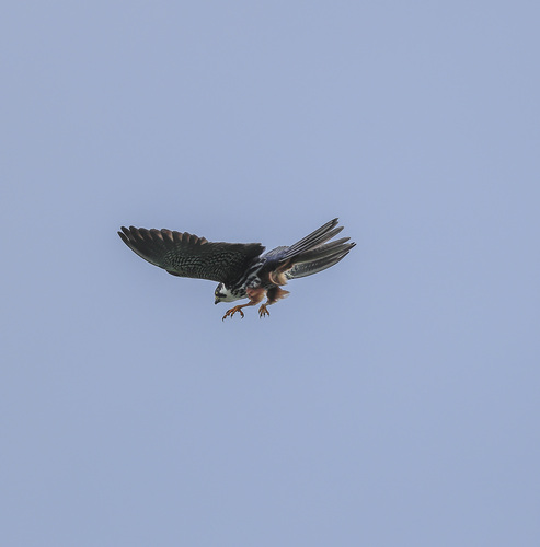 Eurasian Hobby