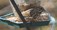 Melospiza melodia image