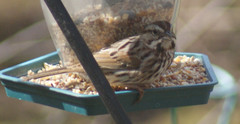 Melospiza melodia