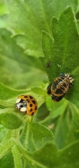 Harmonia axyridis