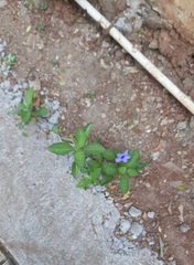 (c) abidanimallover, some rights reserved (CC BY) Ruellia tuberosa, photograph (c) abidanimallover, some rights reserved (CC BY)