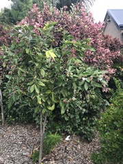 Glycosmis trifoliata