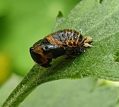 Harmonia axyridis