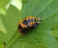 Harmonia axyridis