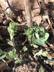 Hylotelephium telephium