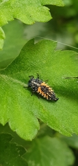 Harmonia axyridis