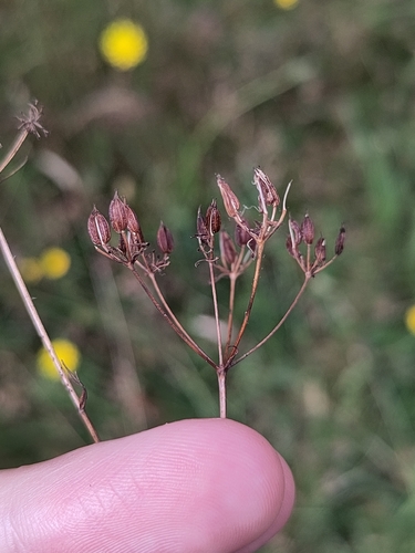 Conopodium majus