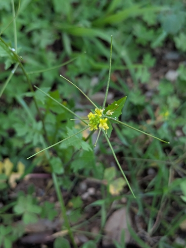 Sisymbrium erysimoides, photograph 4