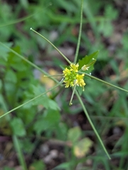Sisymbrium erysimoides, photograph (c) Joe Atkinson, some rights reserved (CC BY)