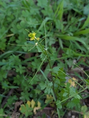 Sisymbrium erysimoides, photograph (c) Joe Atkinson, some rights reserved (CC BY)