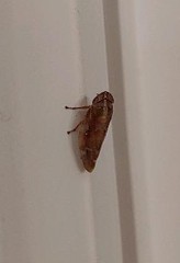 Aphrophora saratogensis