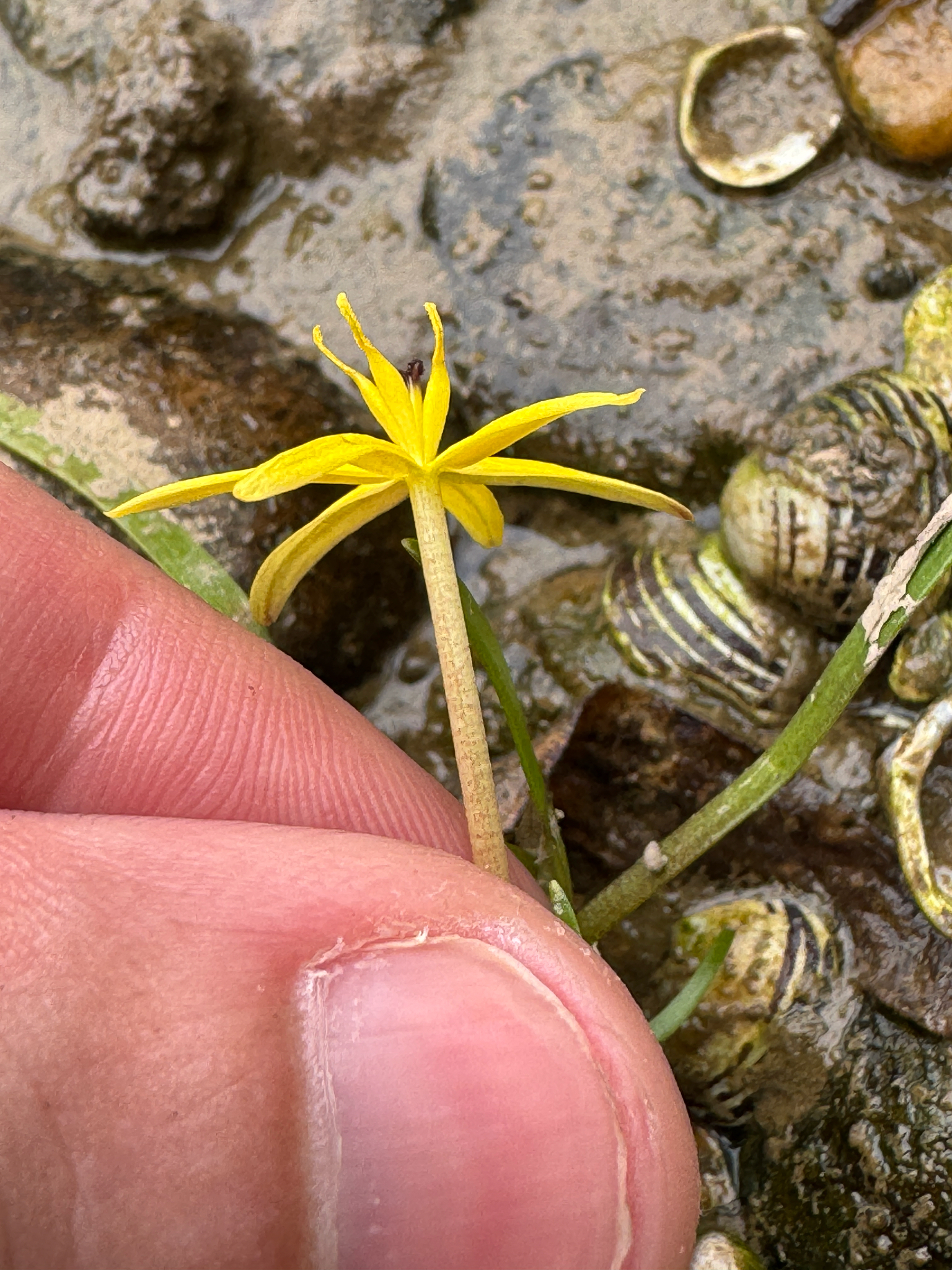 Imagem de Heteranthera dubia