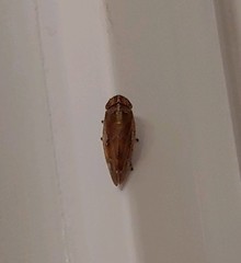 Aphrophora saratogensis